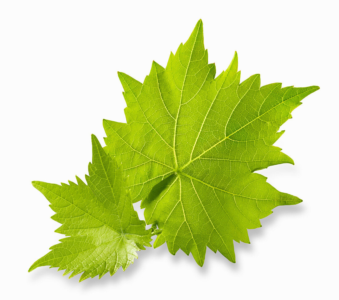 Vine leaves