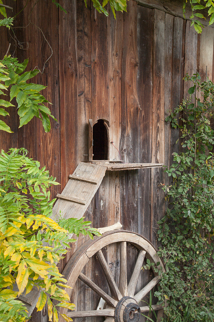 Cat ladder leading into wooden shed