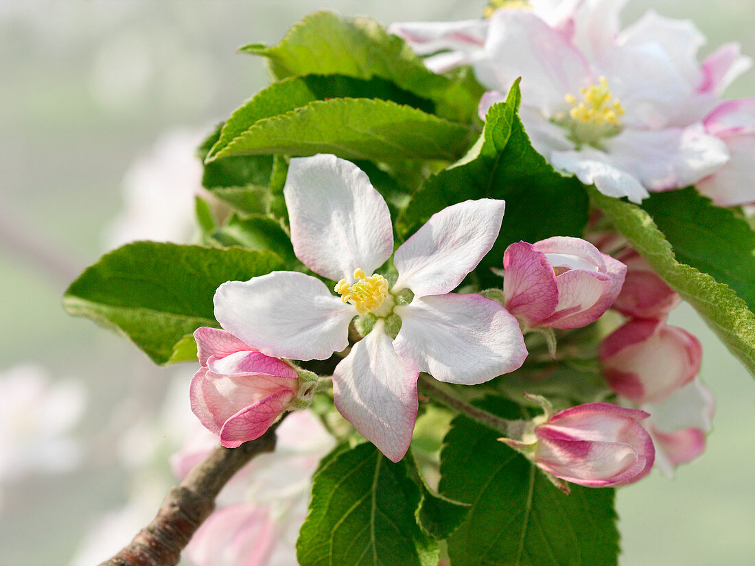 Zweig mit Apfelblüten
