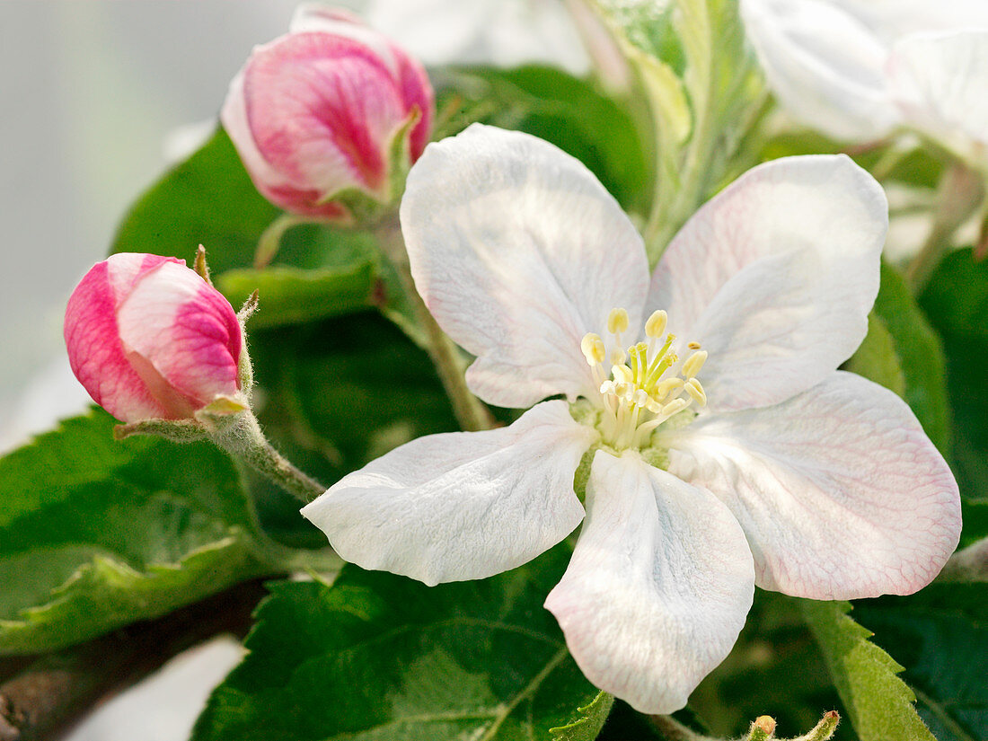 Apple Blossom