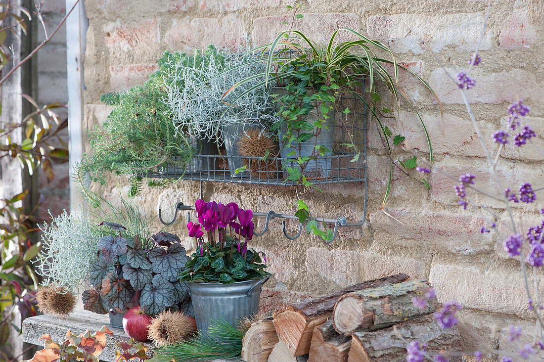 Autumn magic: cyclamen, purple bell, ragwort, blue stonecrop, ivy