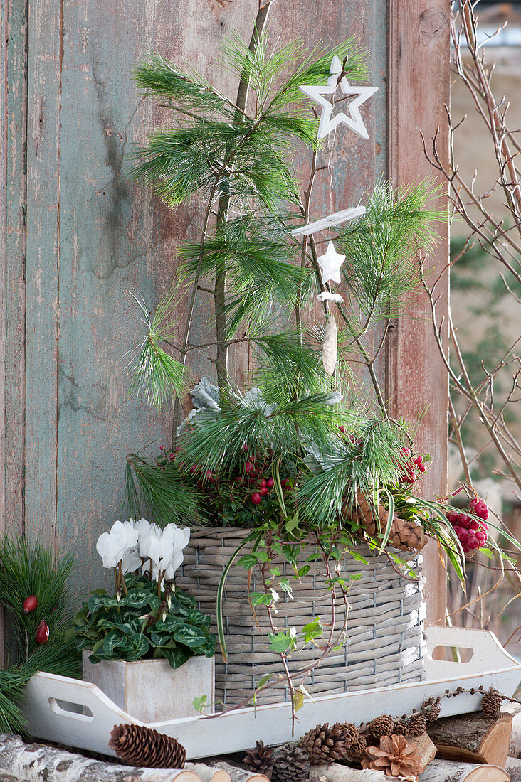 Arrangement mit Alpenveilchen, Torfmyrte und Seidenkiefer weihnachtlich