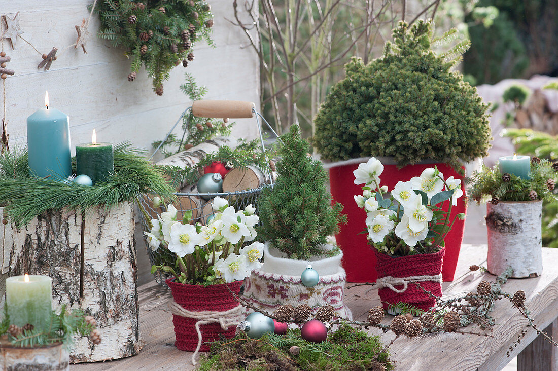 Weihnachts-Terrasse mit Christrosen, Zuckerhutfichte, Kerzen und Deko