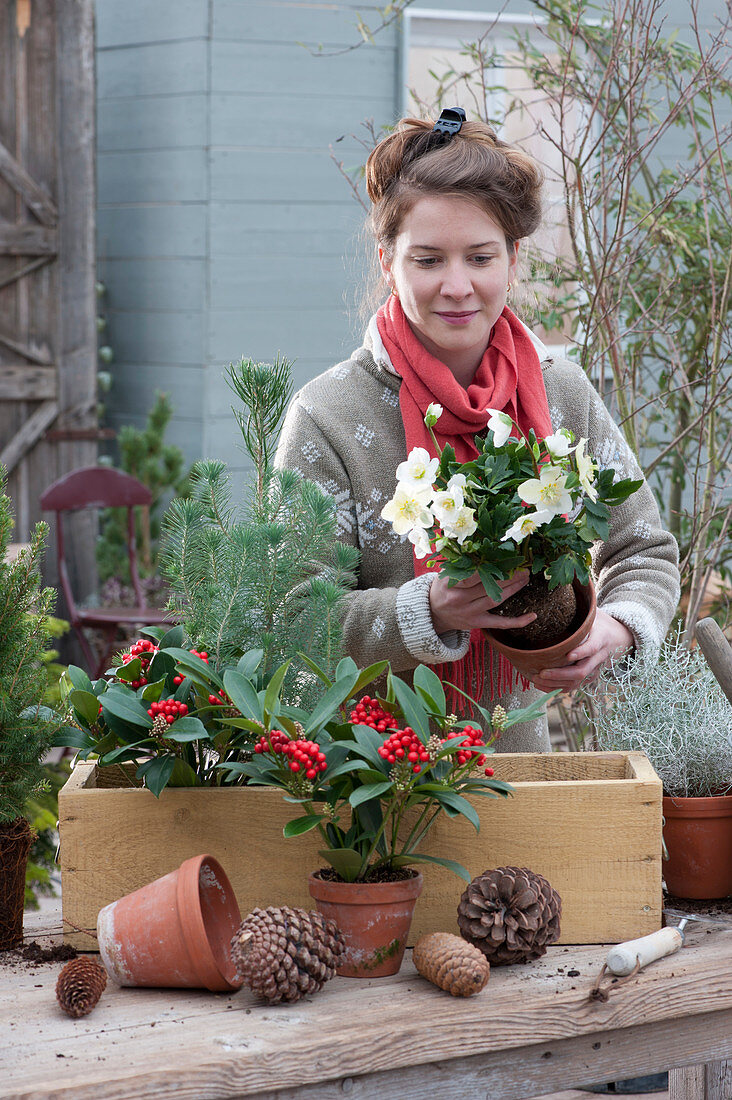 Frau bepflanzt Holzkasten mit Skimmien und Christrosen