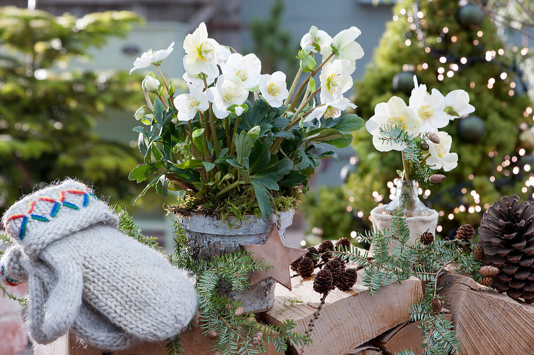 Christmas rose in a birch bark pot and flowers in a bottle