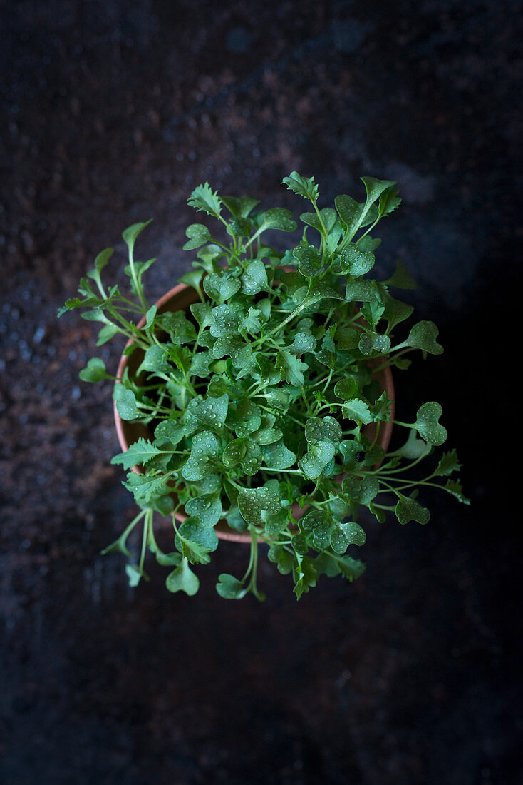 Kale seedlings