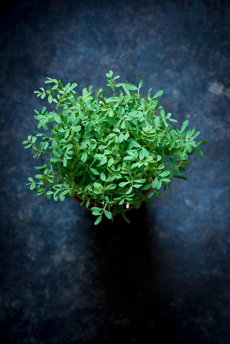 Lentil seedlings