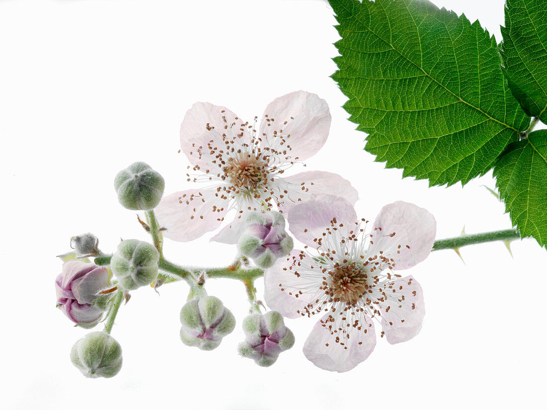 Blackberry blossoms on a branch