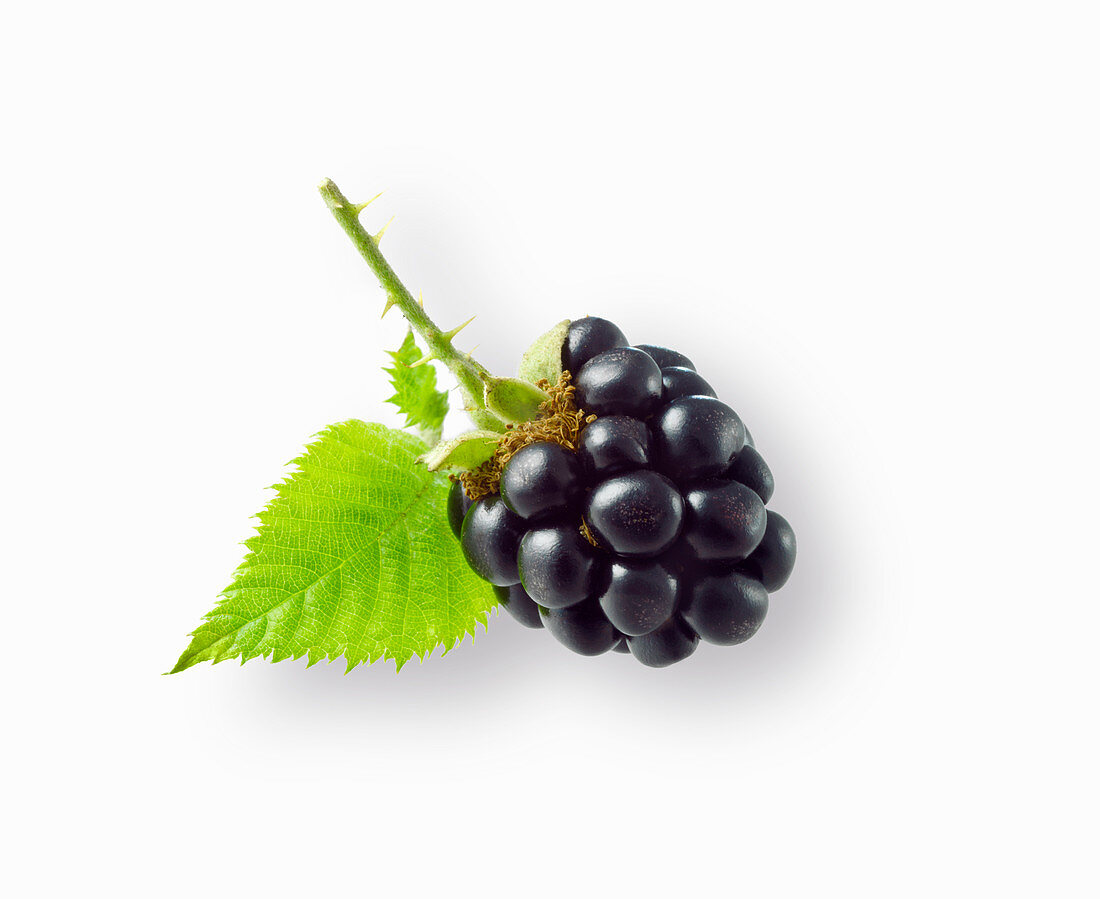 A blackberry with a leaf