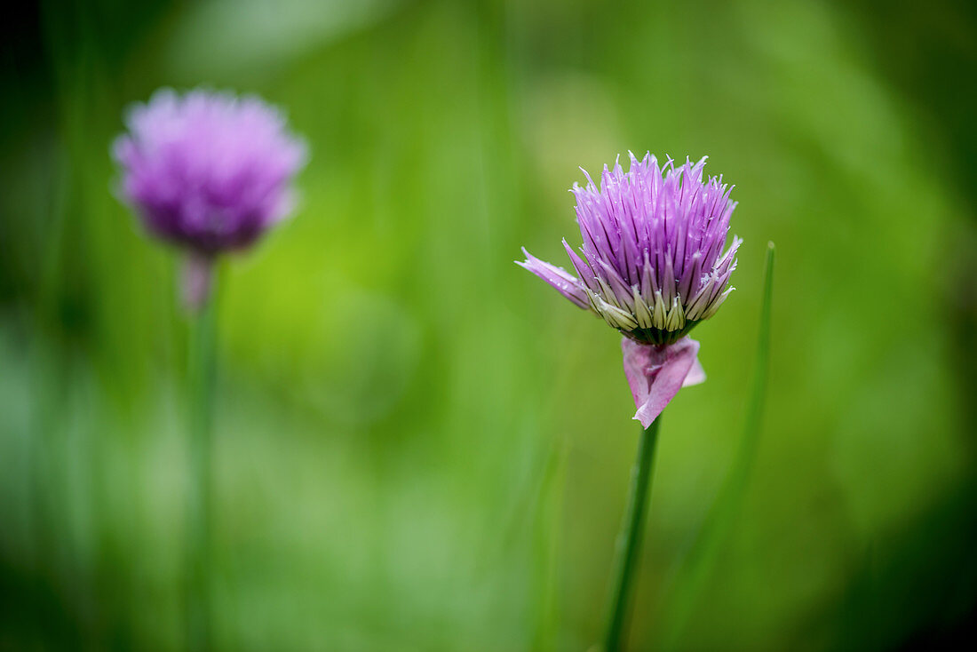 Chive flowers amongst grass