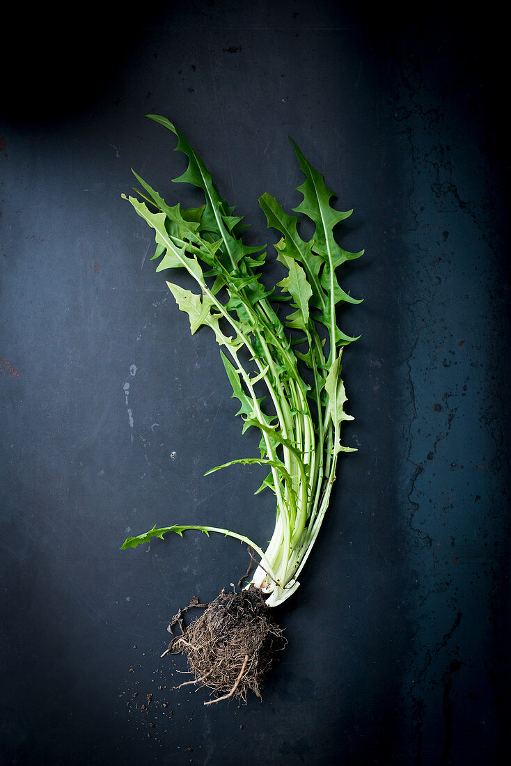 Catalogna (chicory) on a dark background