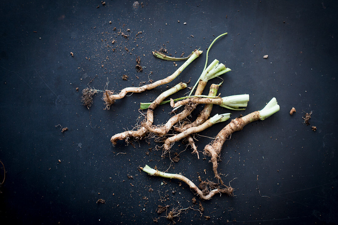 Bitter alfalfa roots on a dark surface