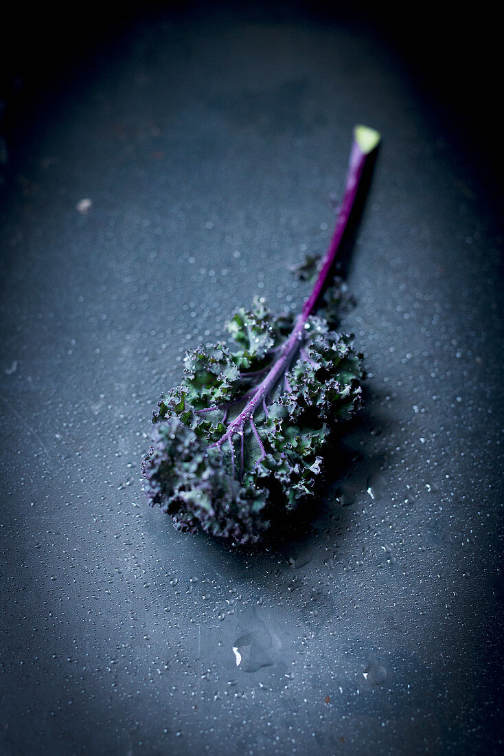 A purple kale leaf on a dark background