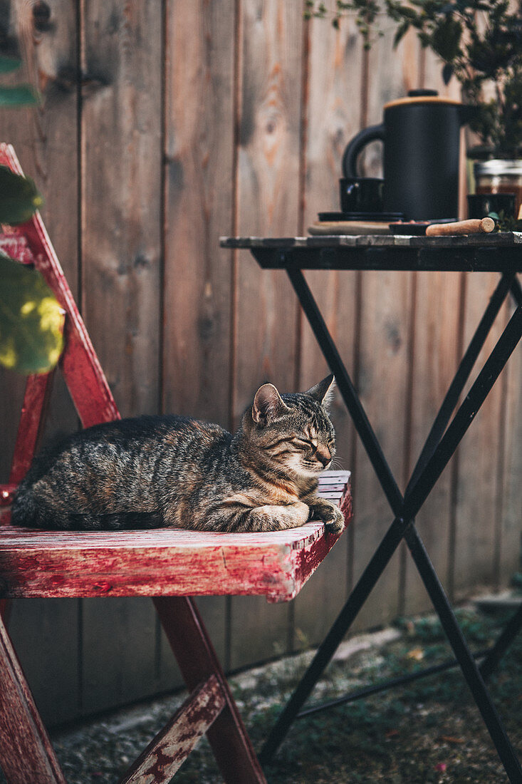 Katze auf Holzstuhl neben gedecktem Tisch im Garten