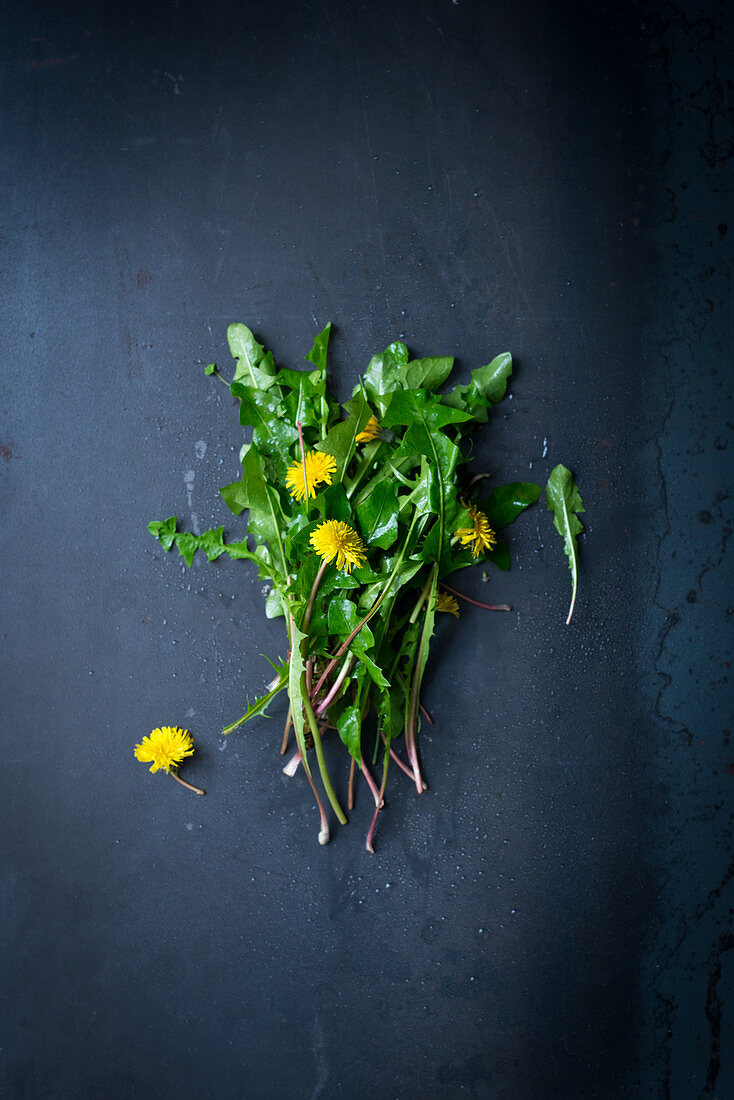 Fresh dandelions with flowers on a dark surface
