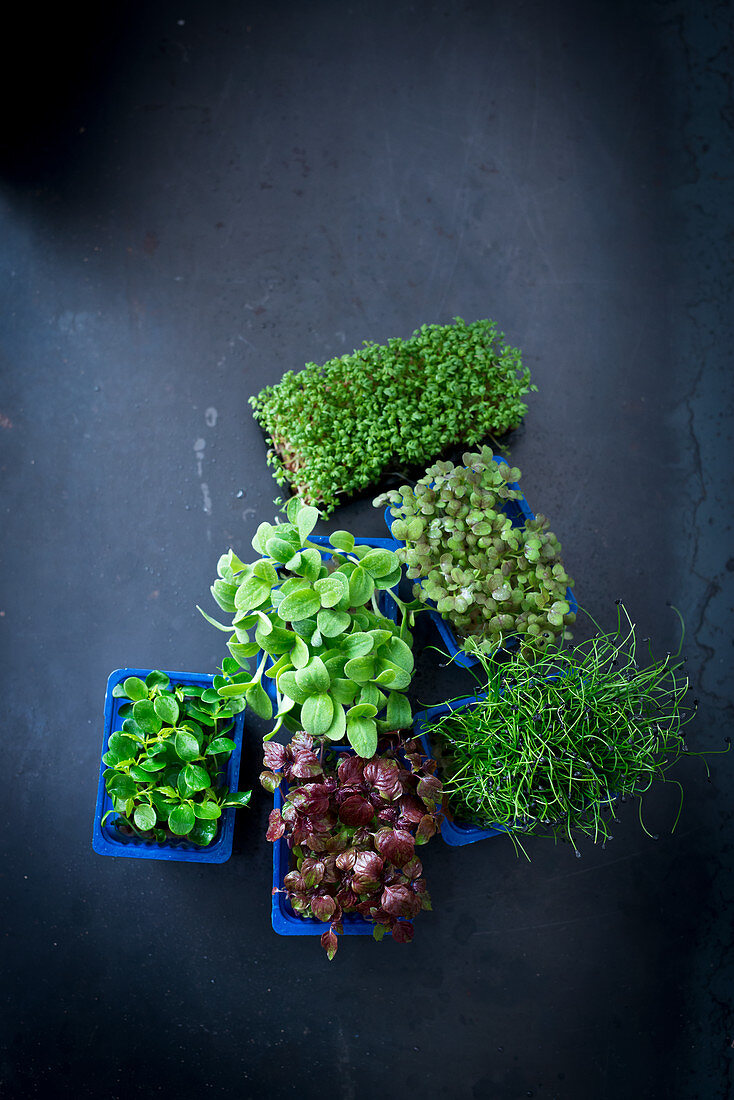 Various types of cress in plastic punnets