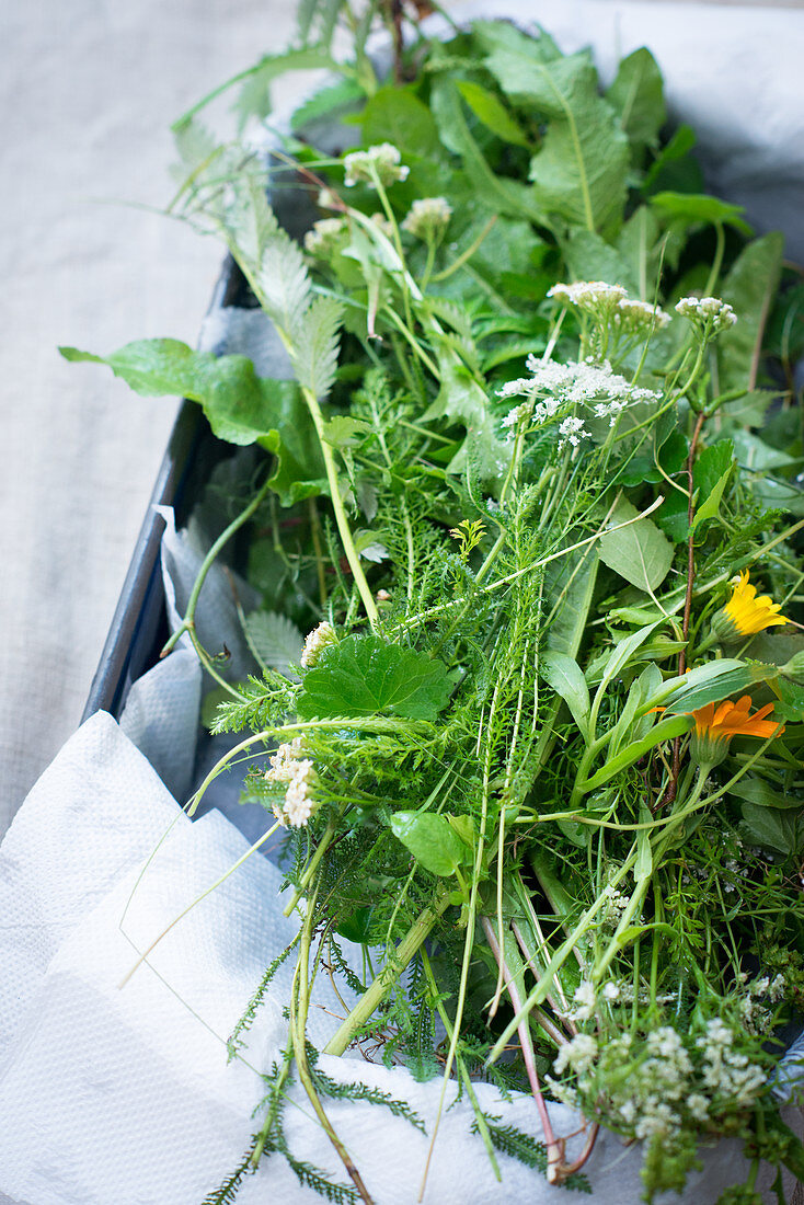 Various healing bitter plants