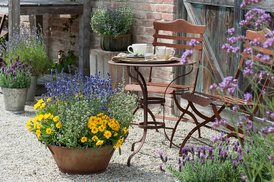 Tin bowl with girl's eye, lavender and oregano