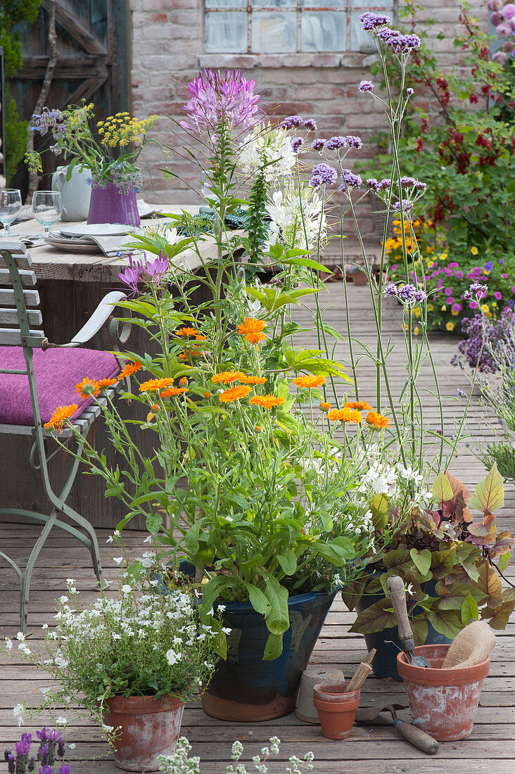 Arrangement with marigolds, spider plants, verbena, loyal to men