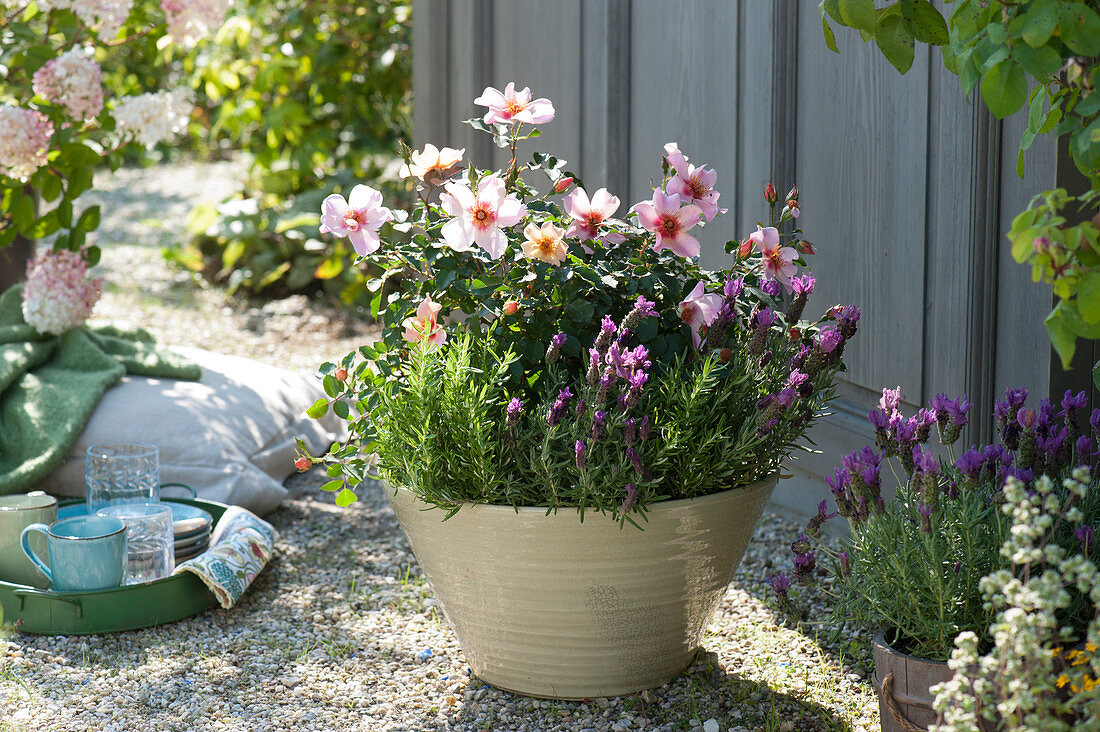 Persian rose with lavender and rosemary in bowl