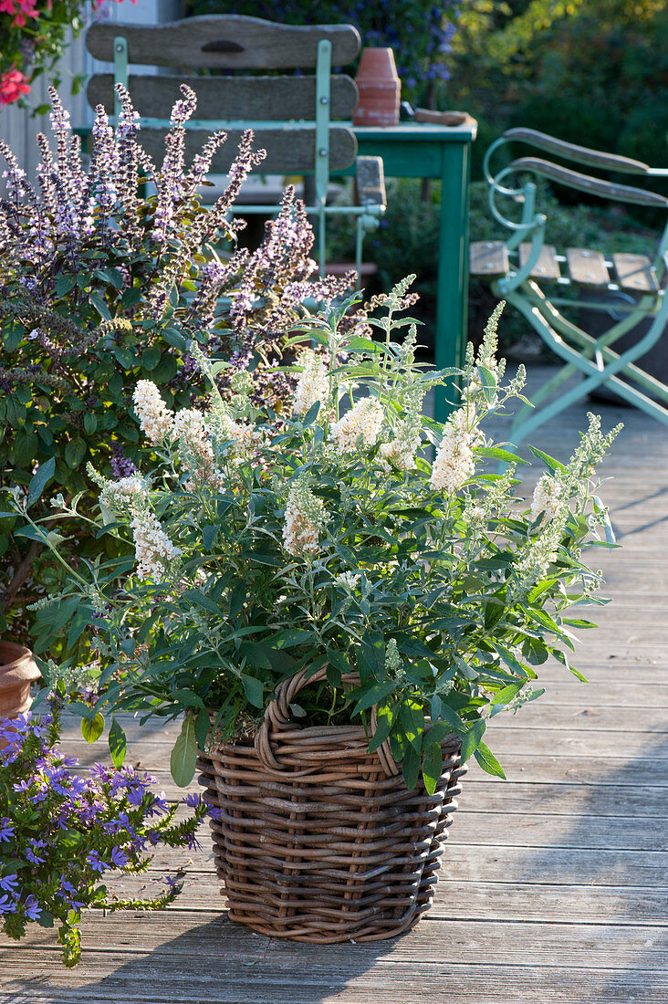 Buzz 'Ivory' summer lilac in a basket and shrub basil