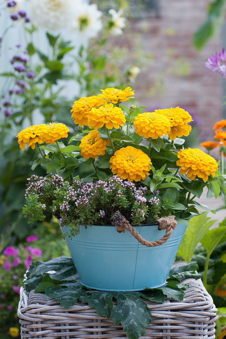 Yellow zinnia and compact oregano in a blue bowl