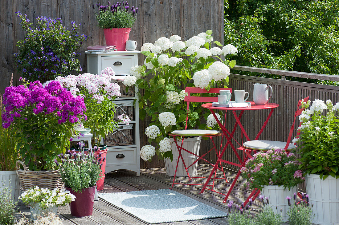 Summer balcony with phlox, shrub hydrangea, French lavender and gentian tree