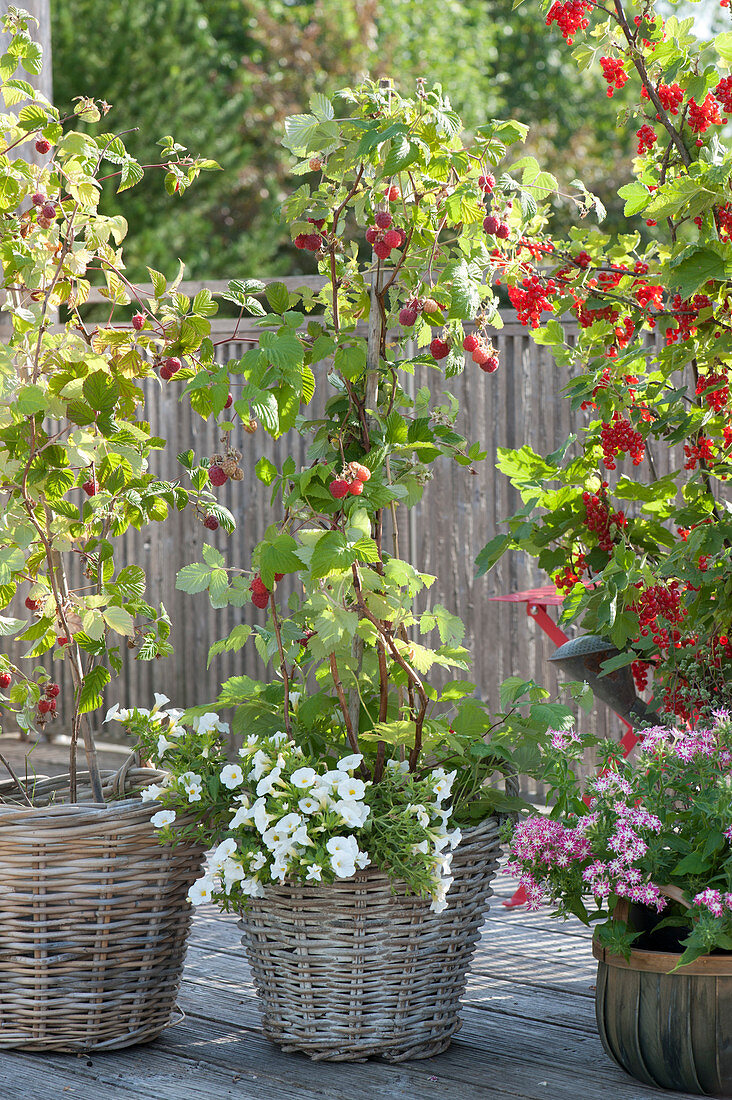 Balcony with raspberries and red currant planted with summer flowers