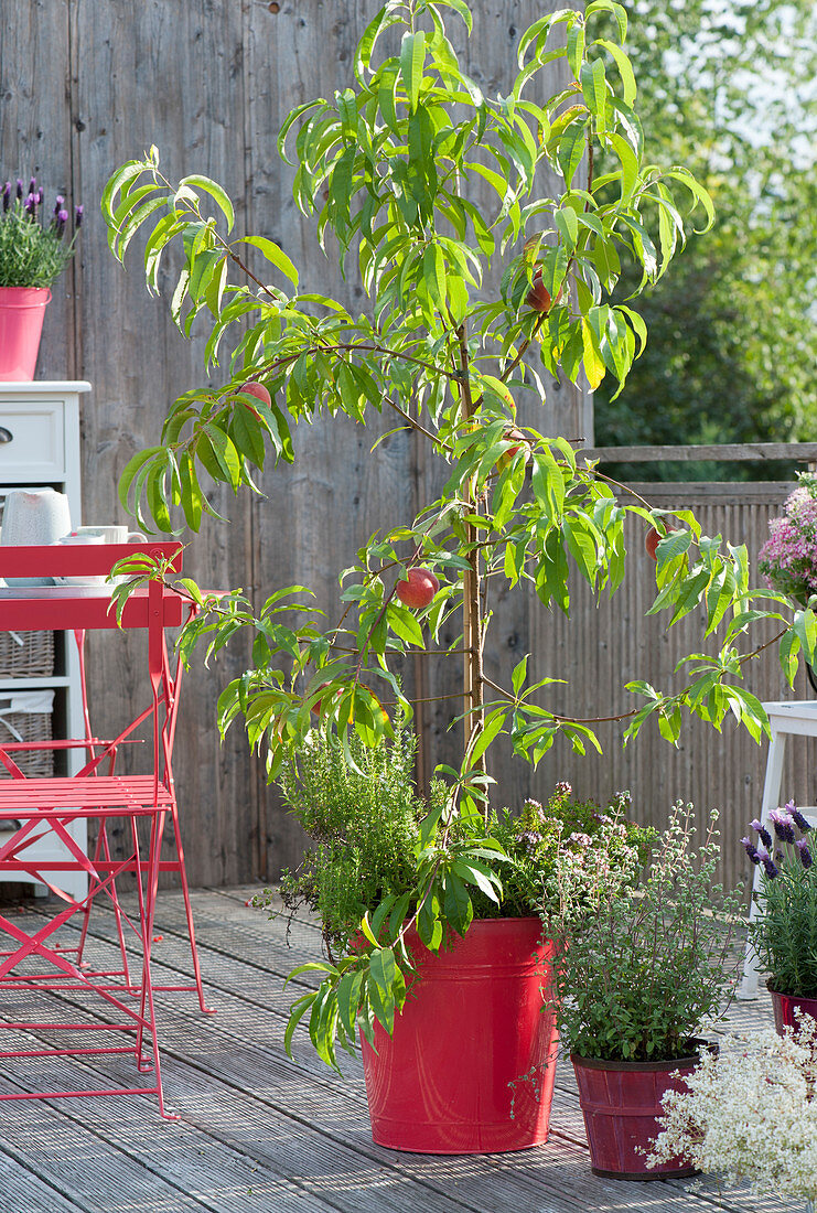 'Revita' peach tree with herbs on balcony