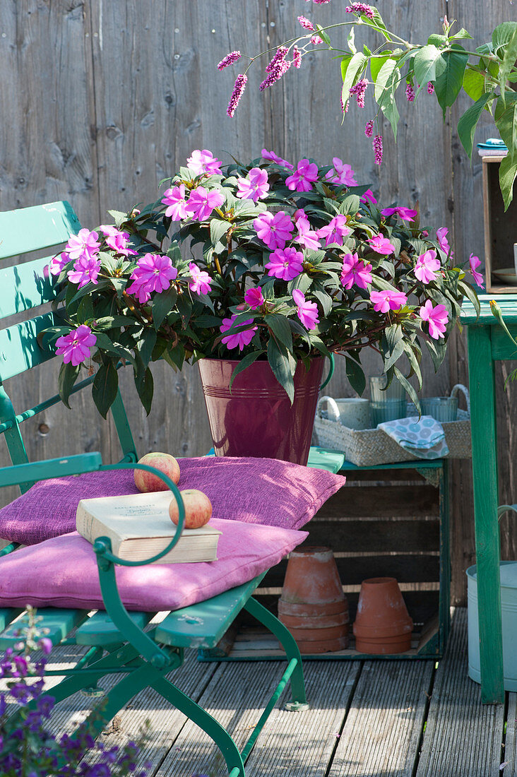 Noble Paradise 'Moyo' in tin pot on garden bench