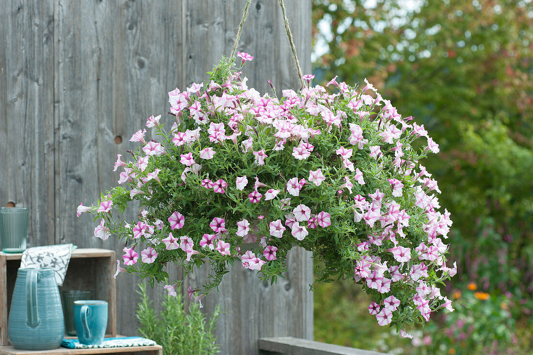 Star petunia 'Pink Star' in hanging lights