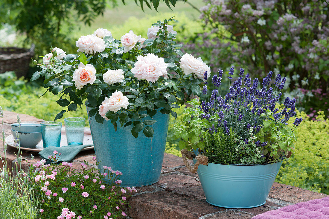 Rose 'Garden of Roses' and lavender 'Hidcote Blue' on garden wall