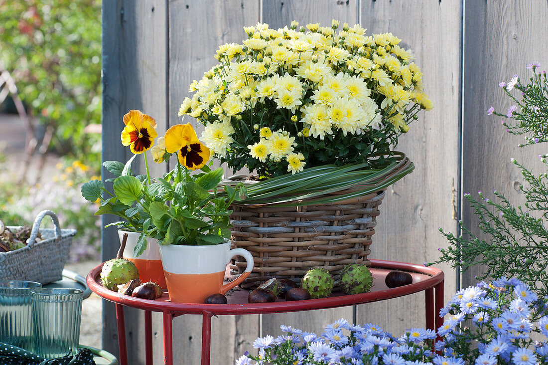 Chrysanthemum 'Kiwhite' and pansies in cups