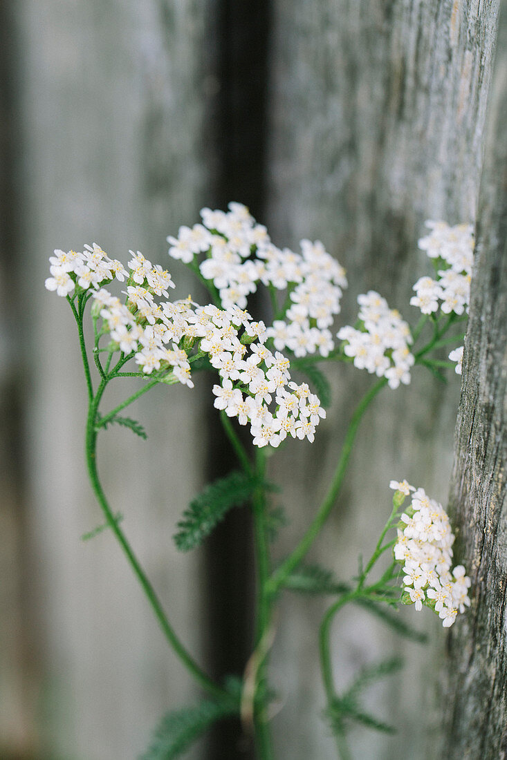 White flowering yarrow