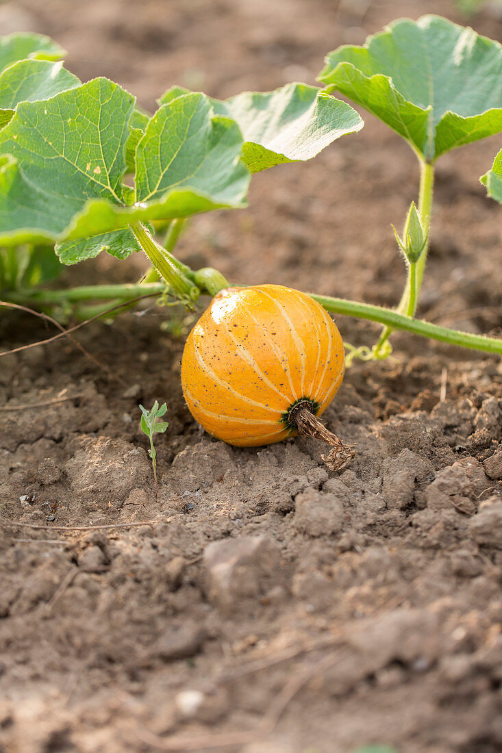 A pumpkin in a field