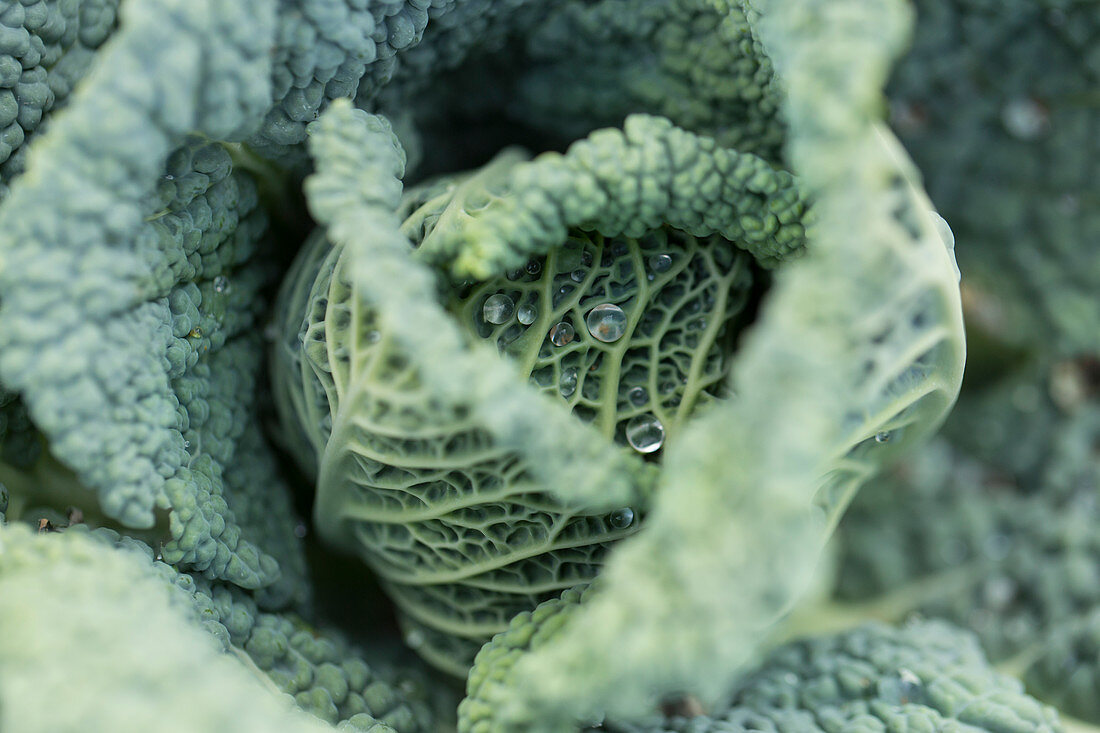 Savoy cabbage in the field