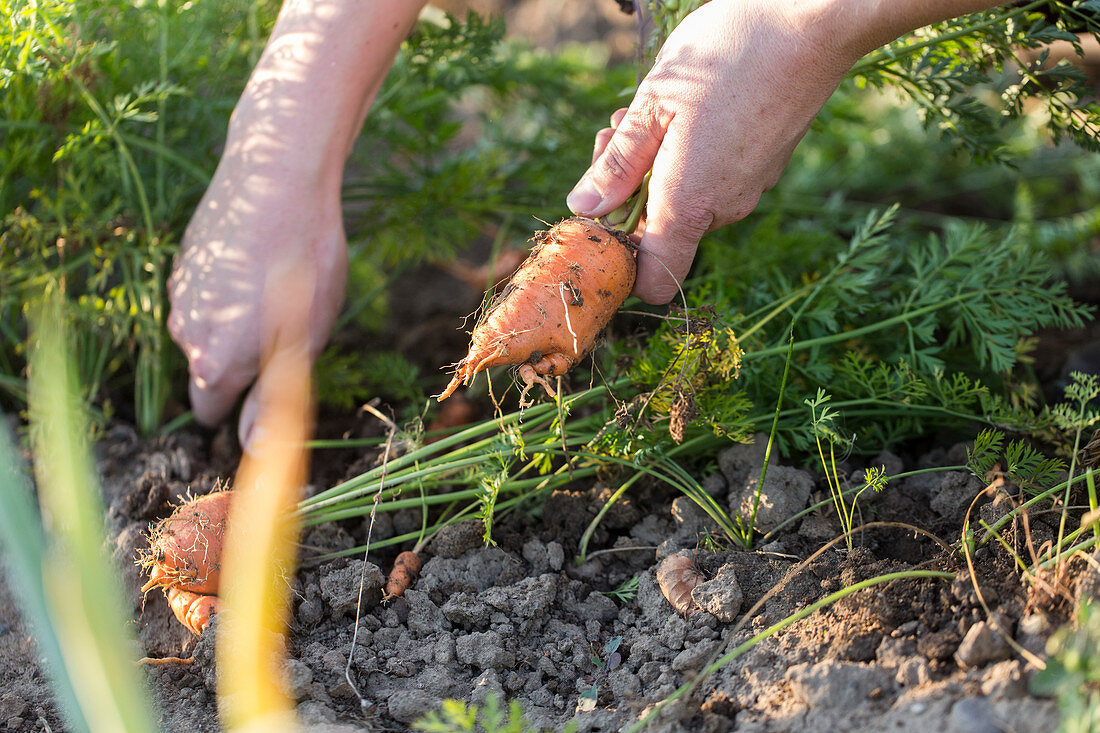 Carrots being harvested