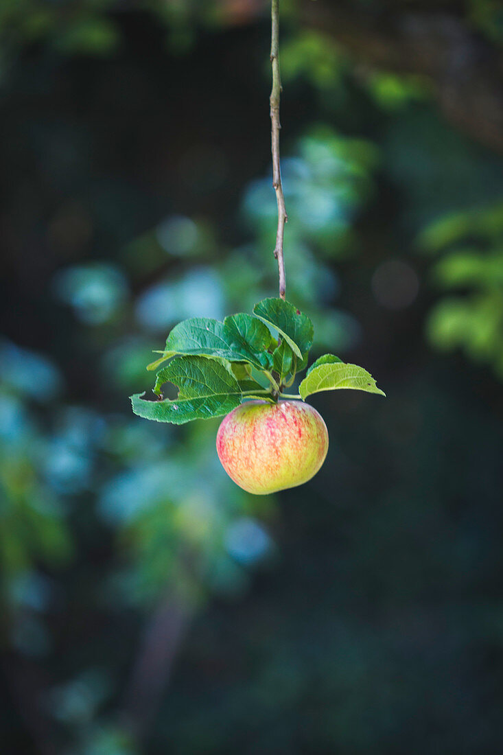 An apple with leaves hanging on a branch in a garden