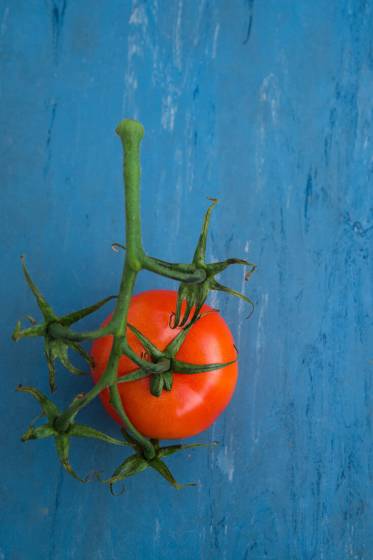 Tomate an der Rispe auf blauem Untergrund