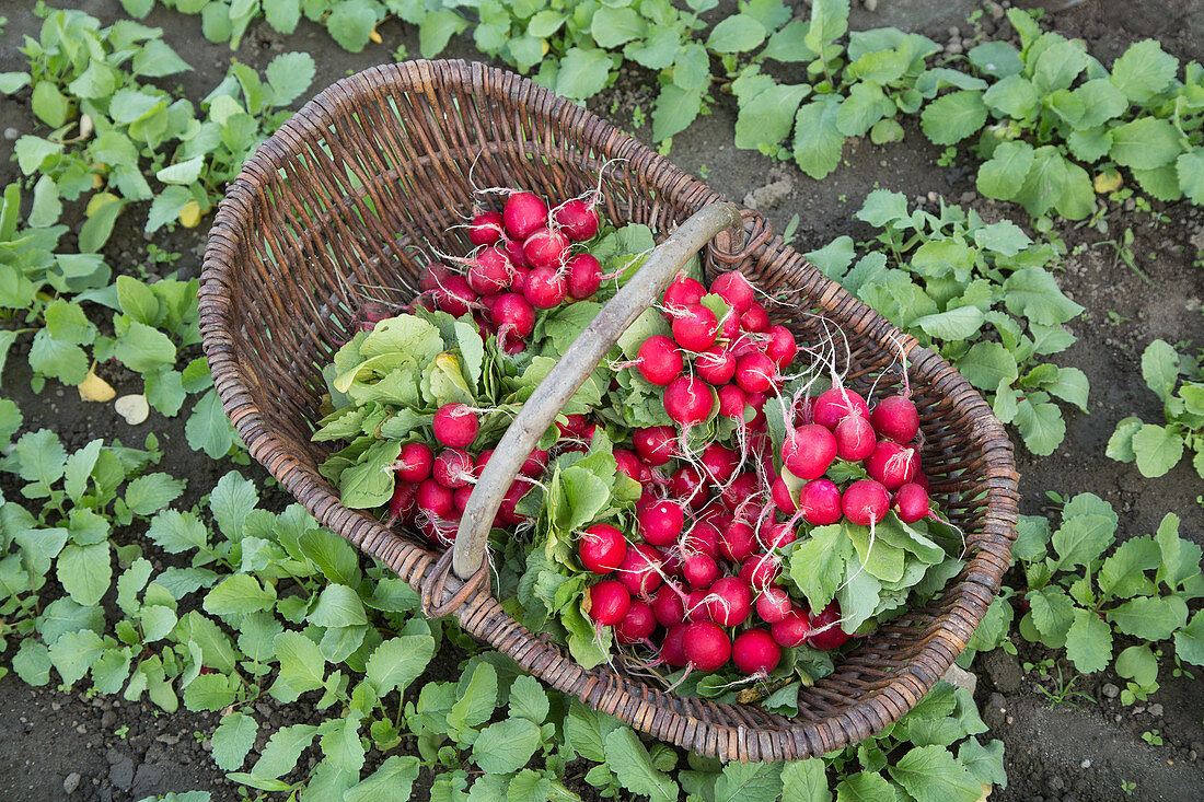Freshly harvested and washed radishes in a basket