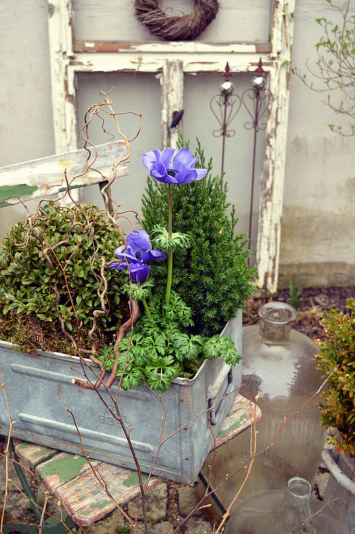 Purple crown anemone in a box with small bushes