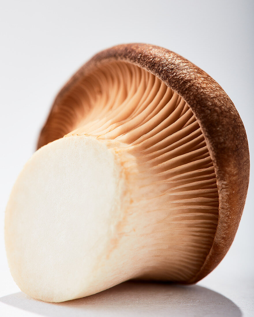 A close-up of mushroom gills