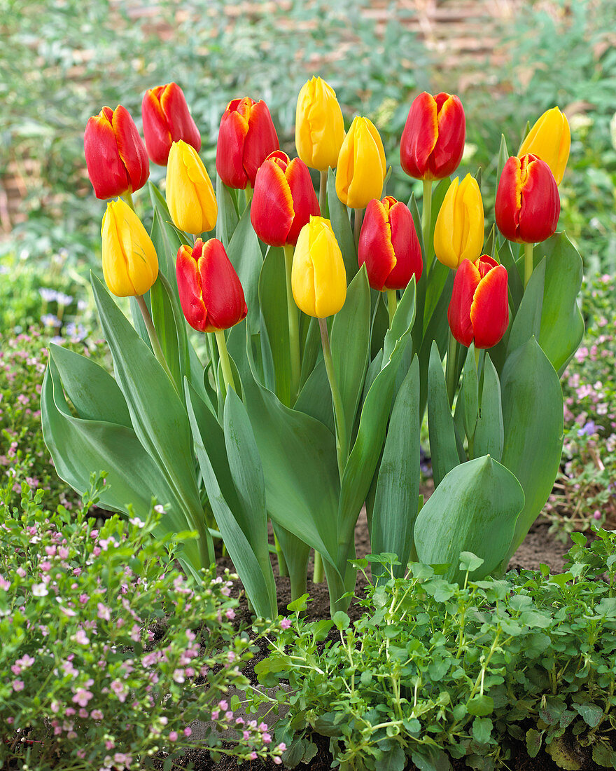 Tulipa 'Strong Gold' 'Verandi'