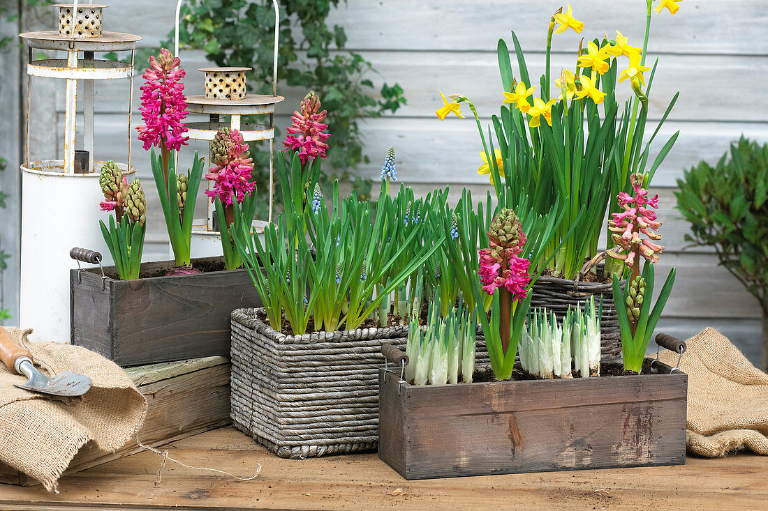 Spring bulbs on pots