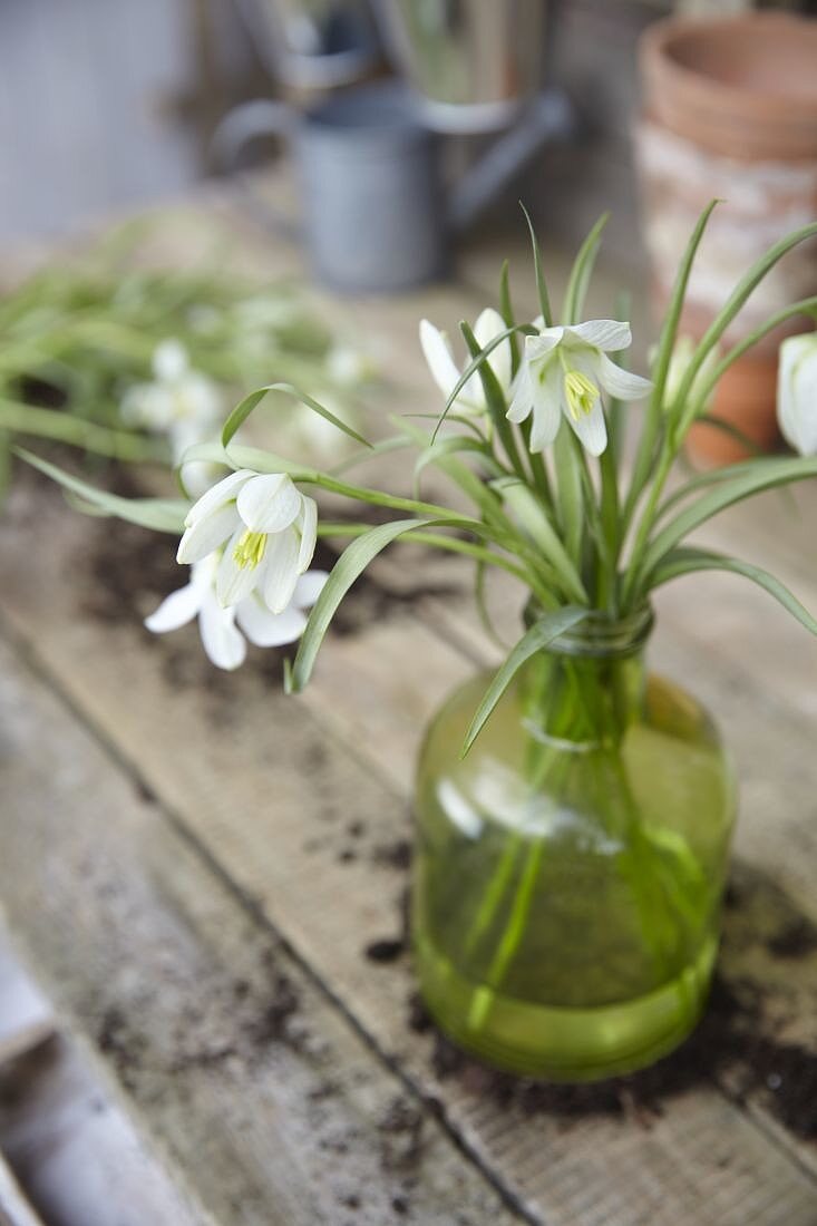 Fritillaria meleagris 'Alba'