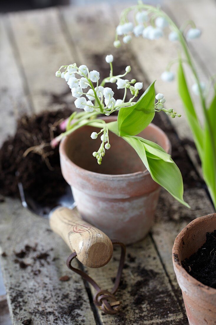 Convallaria majalis