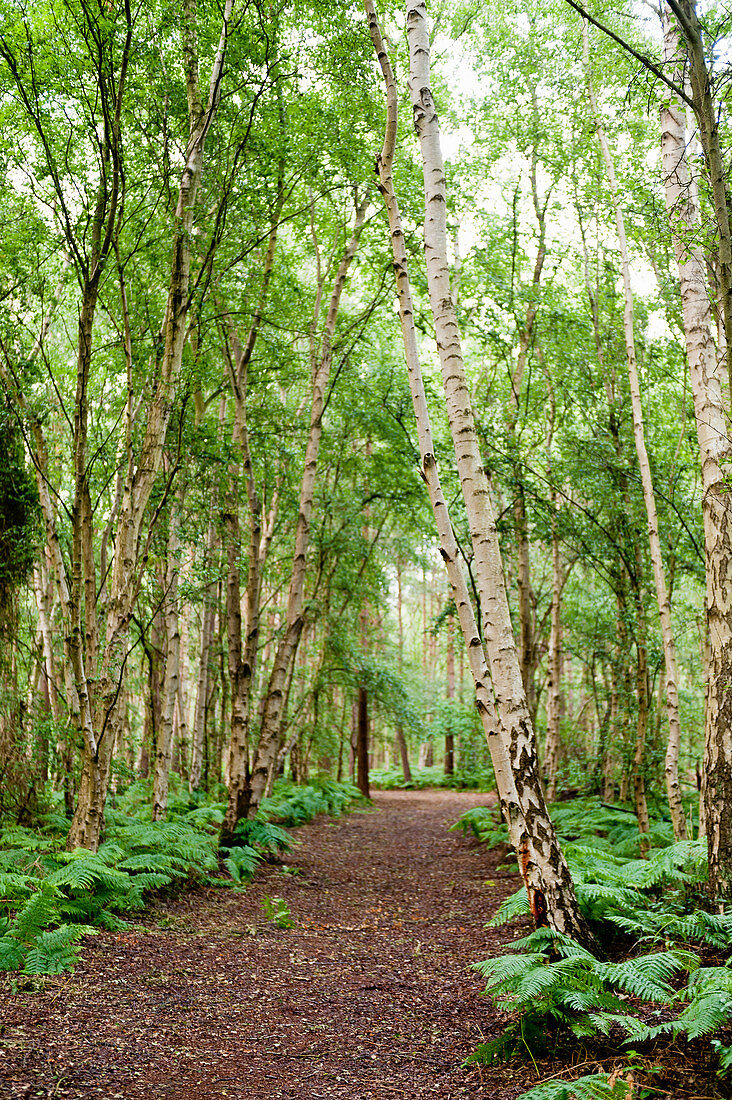 Woodland path lined with silver birches and ferns
