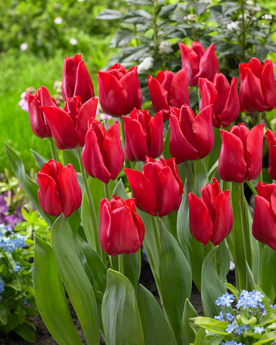 Tulipa red