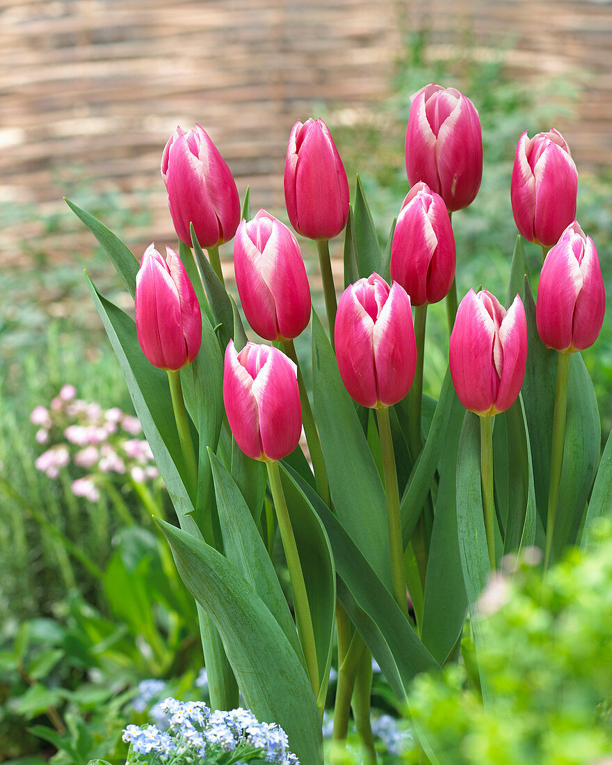 Tulipa Jefgenia