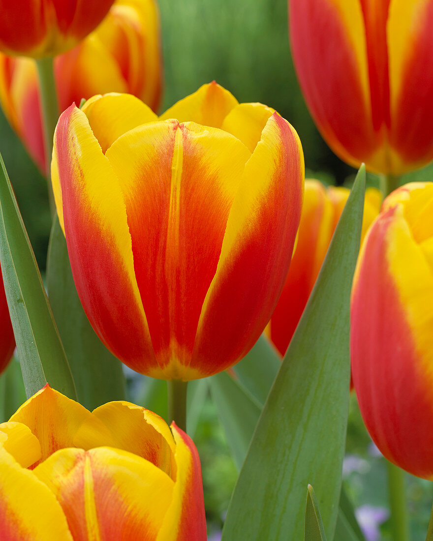 Tulipa Luba